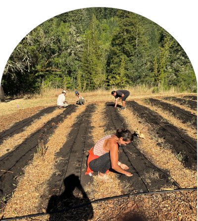 gardens-community planting seeds